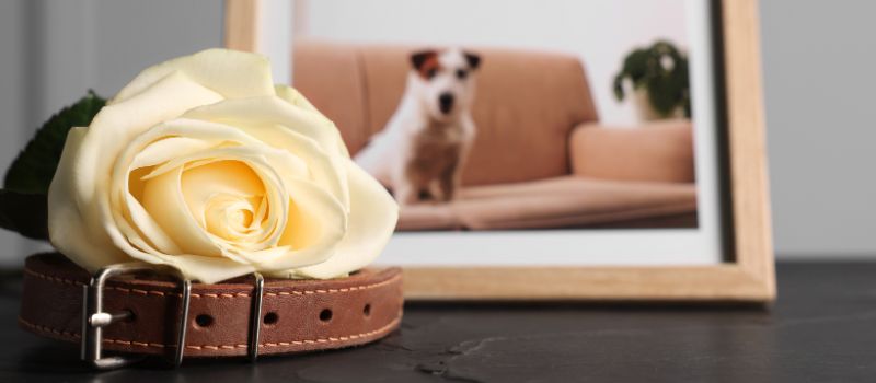 tierbestattung-st-margarethen