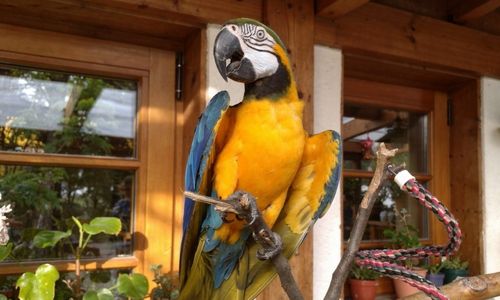 tierbestattung ernst st margarethen papagei