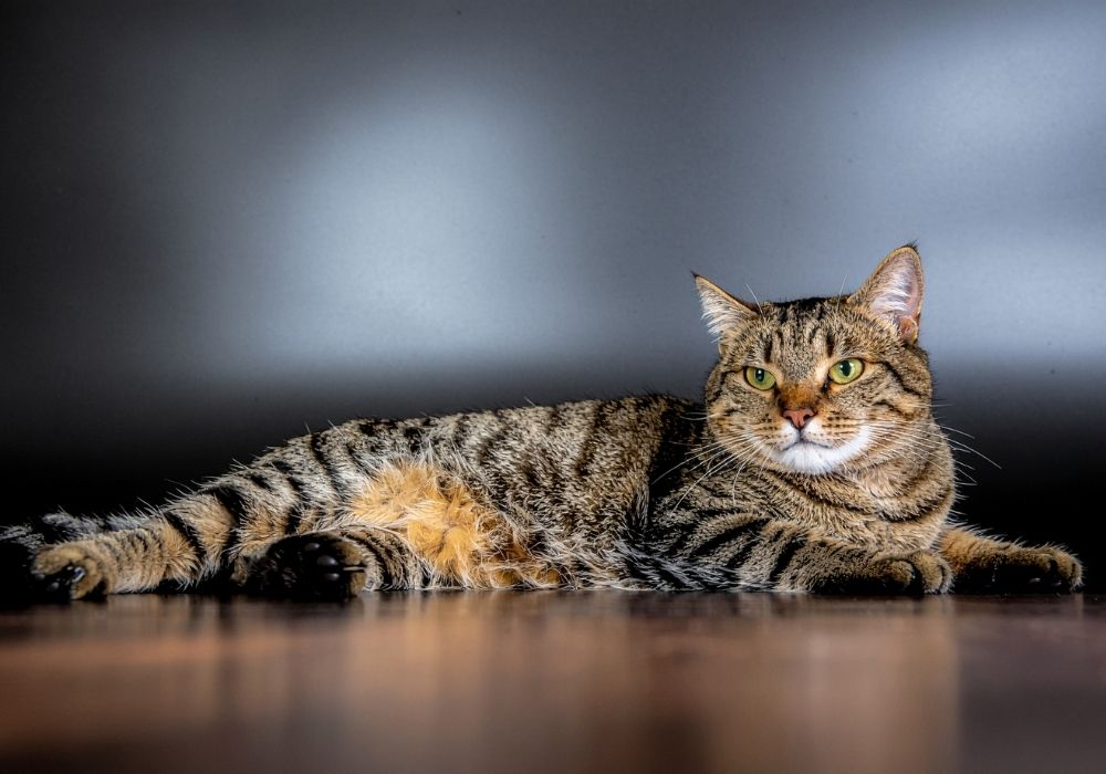 tierbestattung st margarethen tierfriedhof