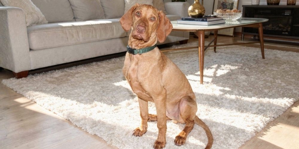 tierbestattung st margarethen trauerfall hund vizsla